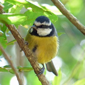 African Blue Tit - Cyanistes teneriffae © John Muddeman